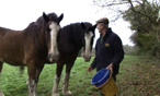 Working Horses